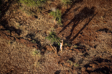 Maasai Amboseli Park Game Reserve Kenya