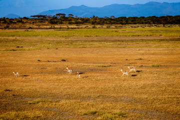 Fototapeta premium Impala at Maasai Amboseli Park Game Reserve Kenya