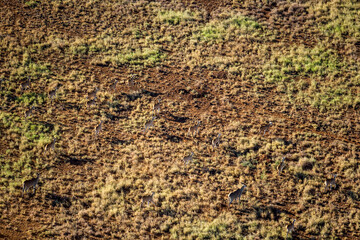 Antelope at Tsavo West. Kenya.