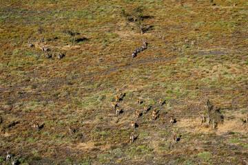 Zebra and Antelope Tsavo West. Kenya.