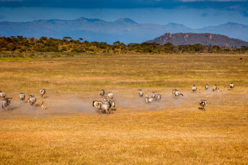 Wildebeest at Maasai Amboseli Park Game Reserve Kenya