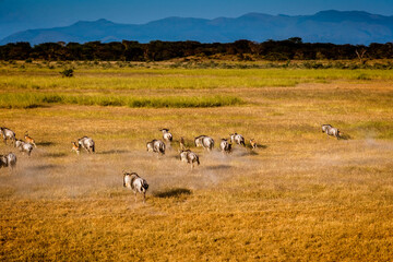 Fototapeta na wymiar Wildebeest at Maasai Amboseli Park Game Reserve Kenya