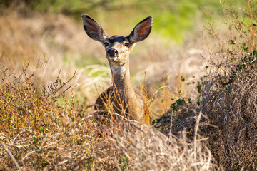 California Mule Deer (Odocoileus hemionus californicus) standing in the dry grass field. Beautiful deer in its natural habitat.