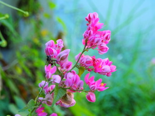 Fototapeta na wymiar Selective focus, Group of beautiful blossom pink flower in the garden. 