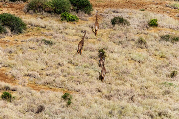 Giraffe at Maasai Amboseli Park Game Reserve Kenya