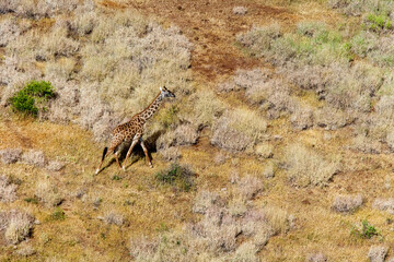 Giraffe at Maasai Amboseli Park Game Reserve Kenya