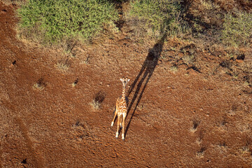 Giraffe at Maasai Amboseli Park Game Reserve Kenya