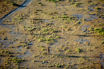 Giraffe at Maasai Amboseli Park Game Reserve Kenya