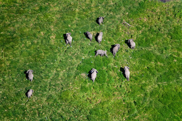 Obraz na płótnie Canvas Elephants Baathing and Drinking in Wetlands of Maasai Amboseli Park Game Reserve Kenya