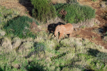 Obraz na płótnie Canvas Elephant Grazing in Maasai Amboseli Park Game Reserve Kenya