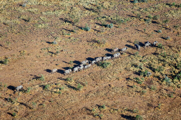 Fototapeta na wymiar Elephant Herd Migrating Across Maasai Amboseli Park Game Reserve Kenya
