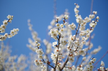 青空の下の満開の梅