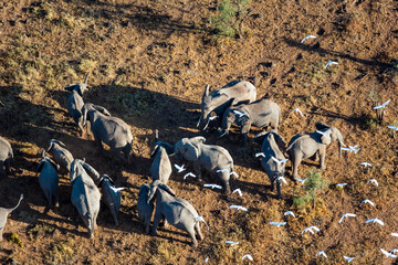 Elephant Herd Migrating Across Maasai Amboseli Park Game Reserve Kenya