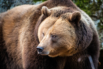 Naklejka na ściany i meble Eurasian Grizzly bear walks around in the forests of Europe