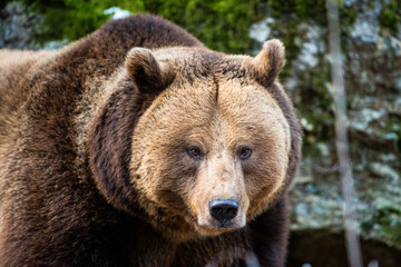 Fototapeta na wymiar Eurasian Grizzly bear walks around in the forests of Europe