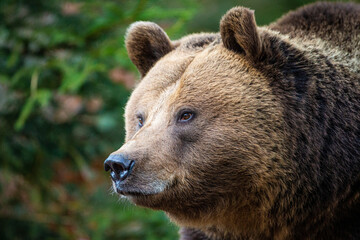 Fototapeta premium Eurasian Grizzly bear walks around in the forests of Europe