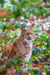 Naklejka na ściany i meble Eurasian Lynx walks around in the forests of Europe