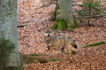 Eurasian wolf walks around in the forests of Europe and Asia