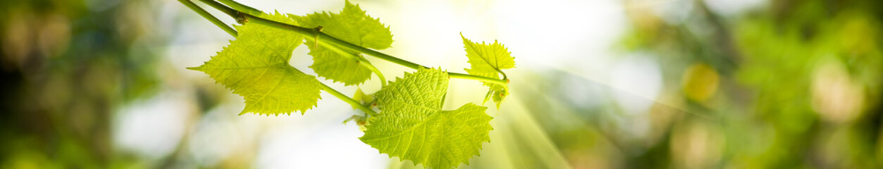grapes on a green background close-up.