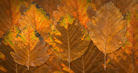 Naklejka na ściany i meble autumn leaves on an orange blurry background