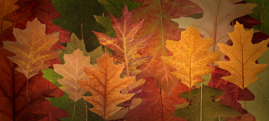  autumn leaves on an orange blurry background