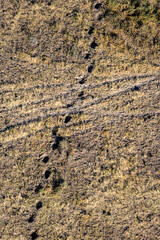 Elephant Herd Migrating Across Maasai Amboseli Park Game Reserve Kenya