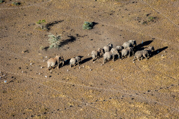 Elephant Herd Migrating Across Maasai Amboseli Park Game Reserve Kenya
