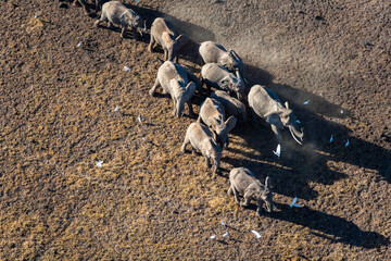 Elephant Herd Migrating Across Maasai Amboseli Park Game Reserve Kenya