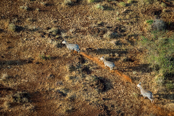 Zebra in Maasai Amboseli Park Game Reserve Kenya