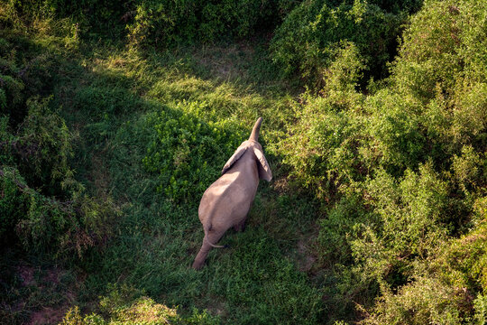 Elephants in Maasai Amboseli Park Game Reserve Kenya
