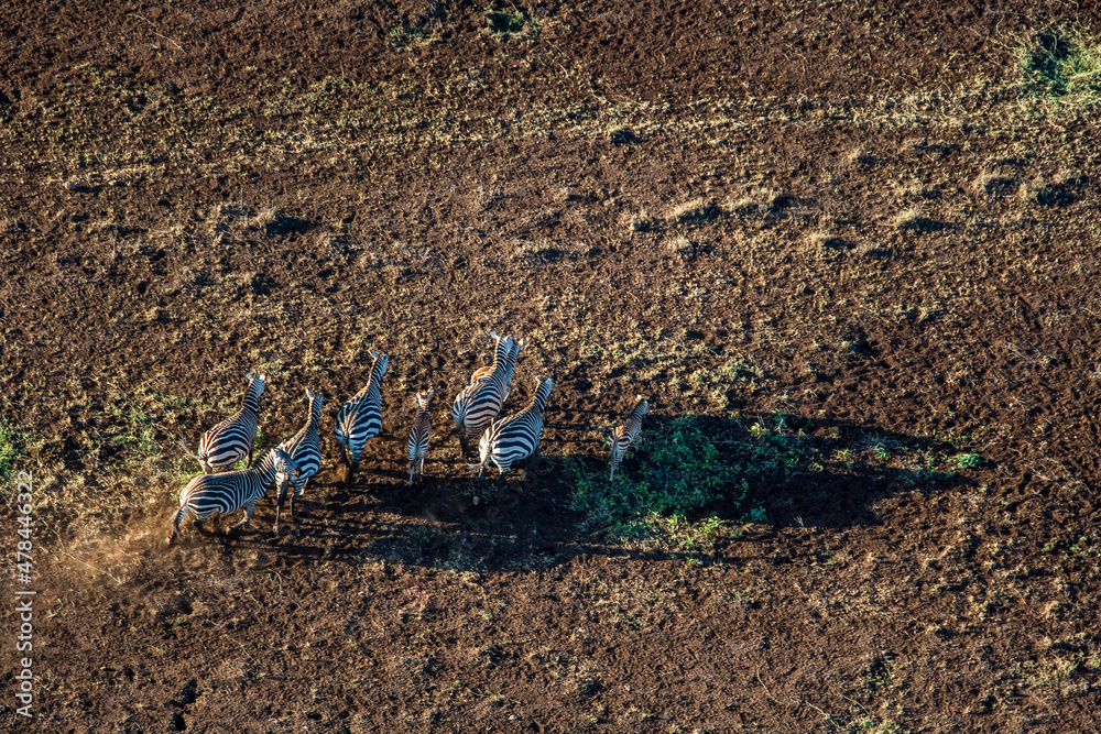 Poster zebra in the arid north-east kilimandjaro kenya - Posters