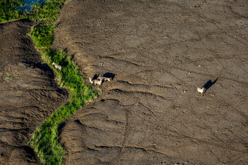 Fototapeta na wymiar Zebra in the Arid North-East Kilimandjaro Kenya
