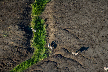 Zebra in the Arid North-East Kilimandjaro Kenya