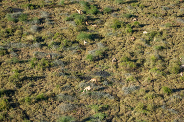 Camels in Tsavo West. Kenya.