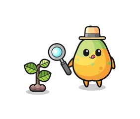 cute papaya herbalist researching a plants