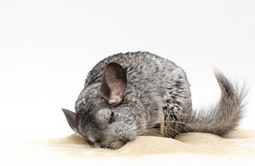 chinchilla playing on sand with white background