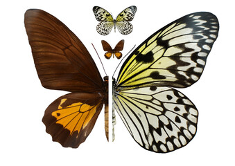 Beautiful colorful Ornithoptera troides butterflies isolated on white background. Rice paper butterfly on white background. Butterfly isolate