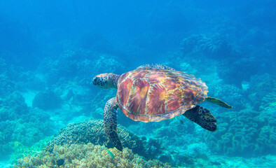 Sea turtle in blue ocean closeup. Green sea turtle closeup. Endangered species of tropical coral reef. Tortoise photo. Tropic seashore fauna. Summer travel seaside activity. Snorkeling with sea turtle - 478446914