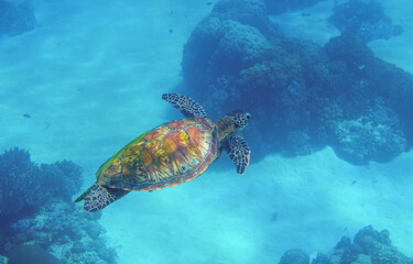 Fototapeta na wymiar Sea turtle in blue ocean closeup. Green sea turtle closeup. Endangered species of tropical coral reef. Tortoise photo. Tropic seashore fauna. Summer travel seaside activity. Snorkeling with sea turtle