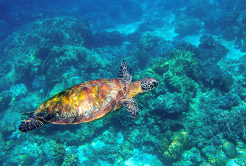 Obraz premium Sea turtle in blue ocean closeup. Green sea turtle closeup. Endangered species of tropical coral reef. Tortoise photo. Tropic seashore fauna. Summer travel seaside activity. Snorkeling with sea turtle