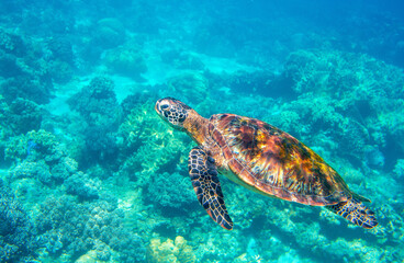 Obraz na płótnie Canvas Sea turtle in blue ocean closeup. Green sea turtle closeup. Endangered species of tropical coral reef. Tortoise photo. Tropic seashore fauna. Summer travel seaside activity. Snorkeling with sea turtle