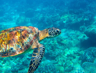 Obraz na płótnie Canvas Sea turtle in blue ocean closeup. Green sea turtle closeup. Endangered species of tropical coral reef. Tortoise photo. Tropic seashore fauna. Summer travel seaside activity. Snorkeling with sea turtle