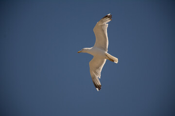 seagull in flight