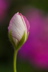 Pink early  Zonal Geranium bloom, closeup image
