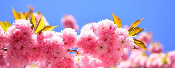 Spring banner, blossom background. Cherry blossom. Blossom tree over nature background. Sacura cherry-tree. Spring flowers. Spring flowers pattern.
