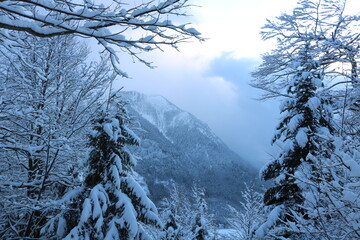 Snow covered frees and mountain