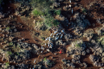 Shepherding Livestock Maasai Amboseli Park Game Reserve Kenya