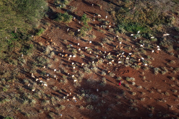 Shepherding Livestock Maasai Amboseli Park Game Reserve Kenya