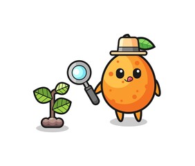 cute kumquat herbalist researching a plants
