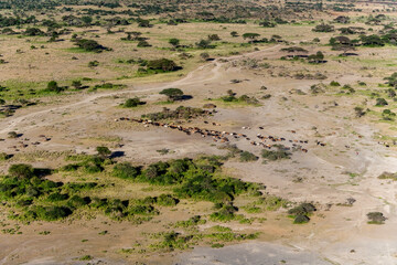 Shepherding Livestock North-East Kilimandjaro Kenya